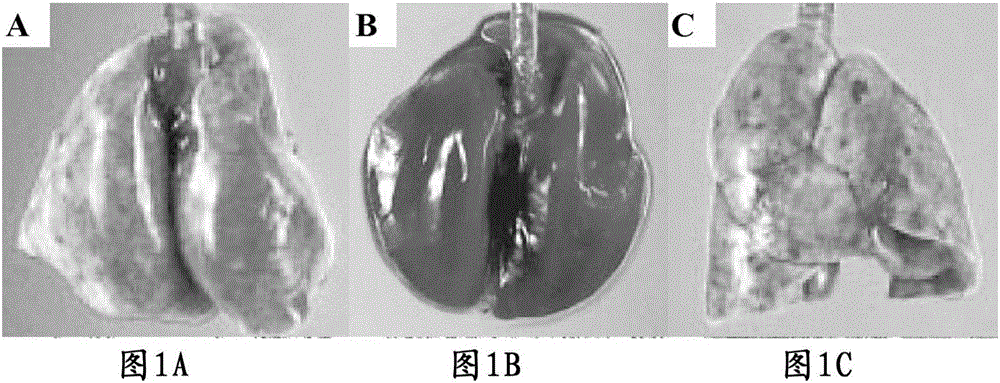 Application of piperidinium-2,3-dihydroxy-5-((2R,3R)-3,5,7-trihydroxy-4-oxochroman-2-yl)phenolate (PDTOP) in preparation of medicines for treating or preventing diseases of respiratory system