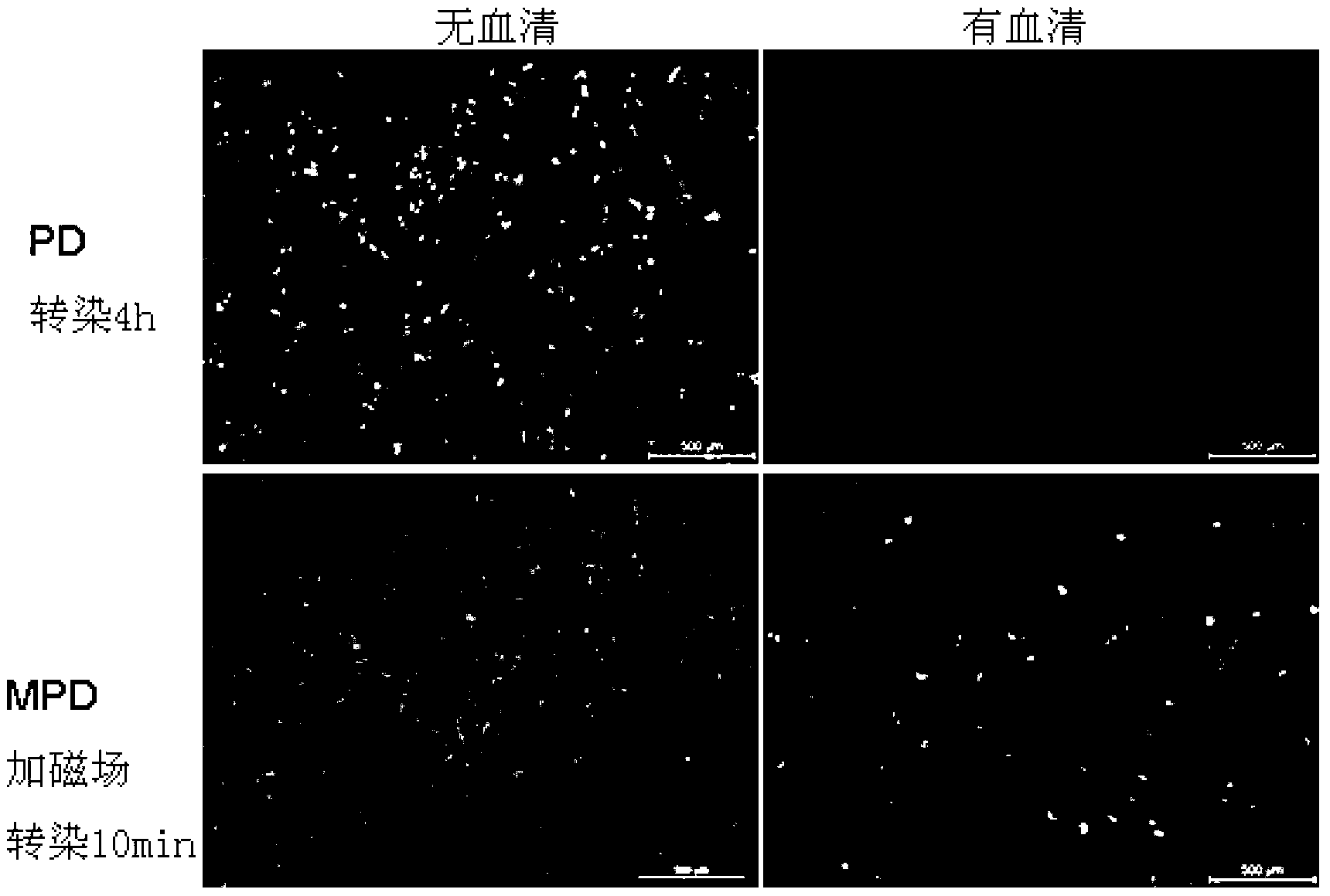 Magnetic nanometer gene vector system as well as preparation method and application thereof