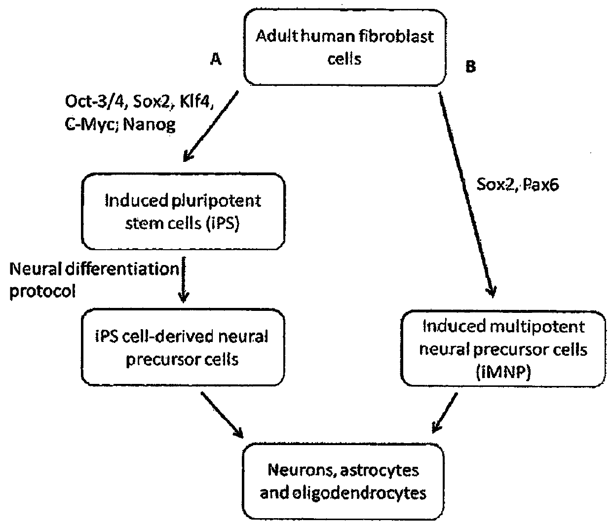 Cell programming