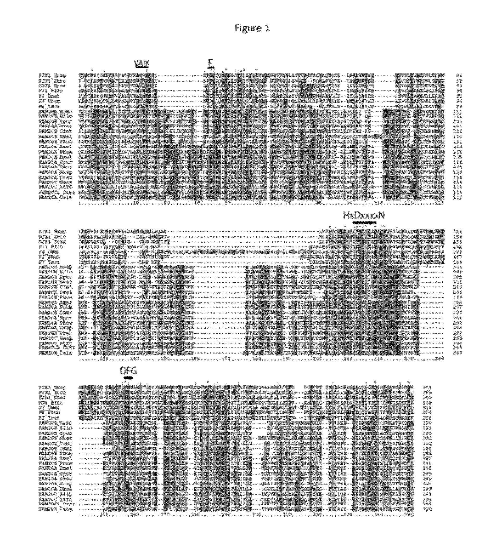 Compositions and Methods for Modulation of Bone Density and Biomineralization