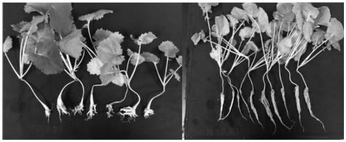 Breeding method for high oleic acid rape for resisting plasmodiophora brassicae and application of breeding method