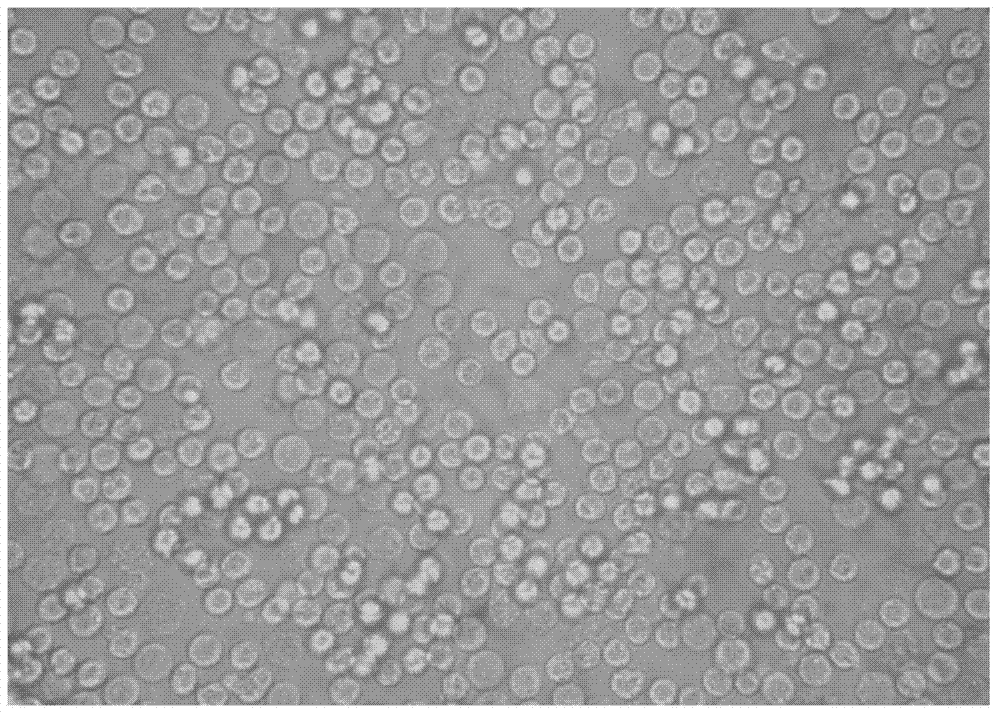 Method for separating and culturing primary chicken hepatocytes