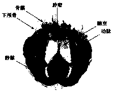 Craniocerebral model and preparation method and application thereof