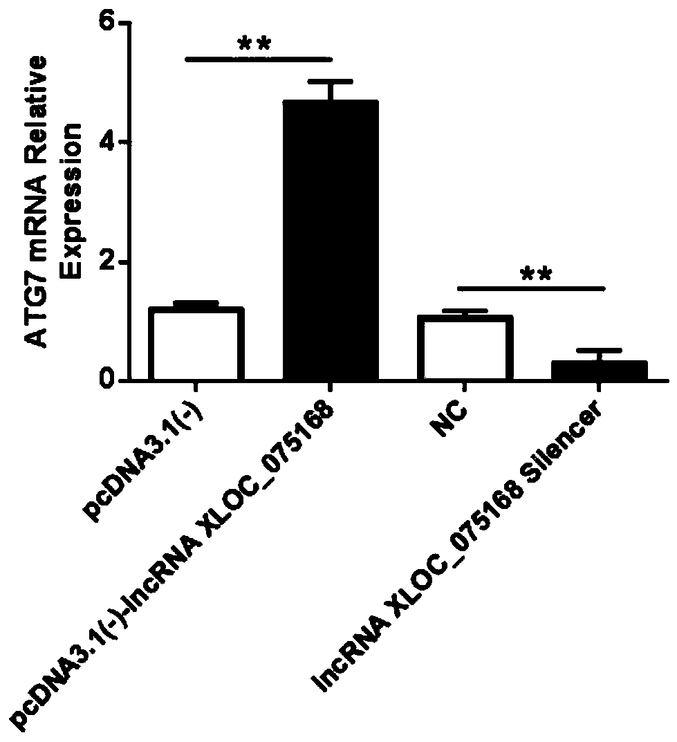 Application of LncRNA XLOC_075168 to preparation of medicines for promoting angiogenesis