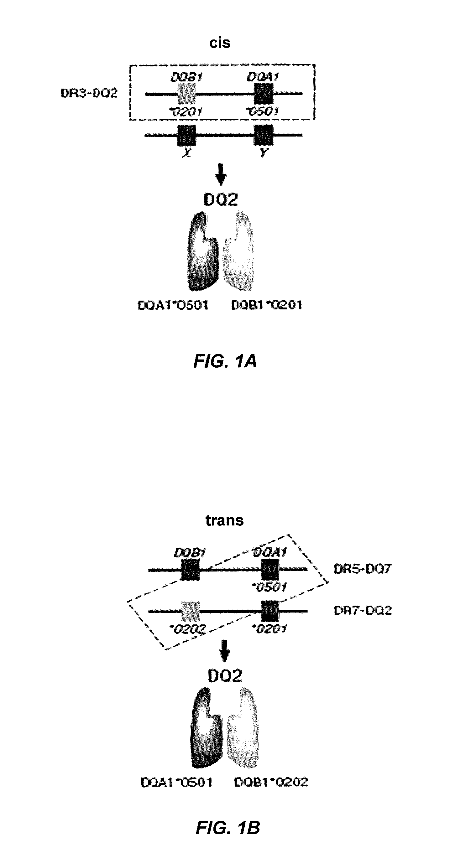 Methods to predict risk for celiac disease by detecting anti-flagellin antibody levels