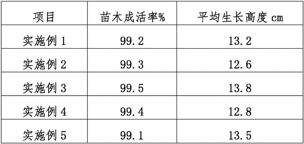 Seedling cultivation method for peach trees