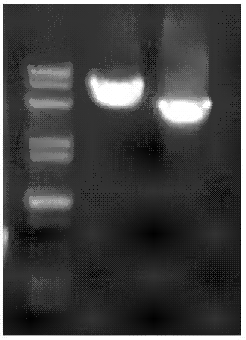 Method for eliminating side product polysaccharide in fermentation production of pyrroloquinoline quinone, and application of method