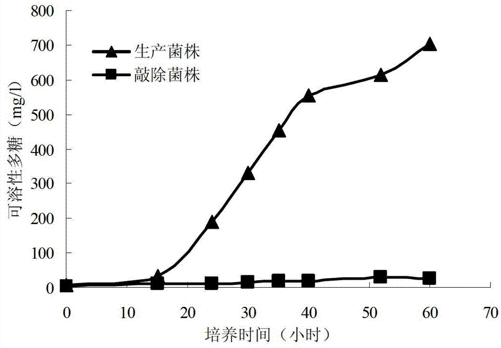 Method for eliminating side product polysaccharide in fermentation production of pyrroloquinoline quinone, and application of method