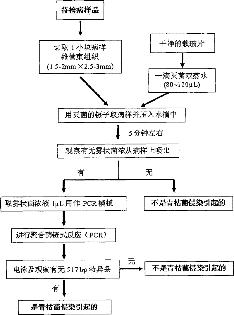 A method for rapid detection and identification of bacterial wilt caused by R. solanacearum infection