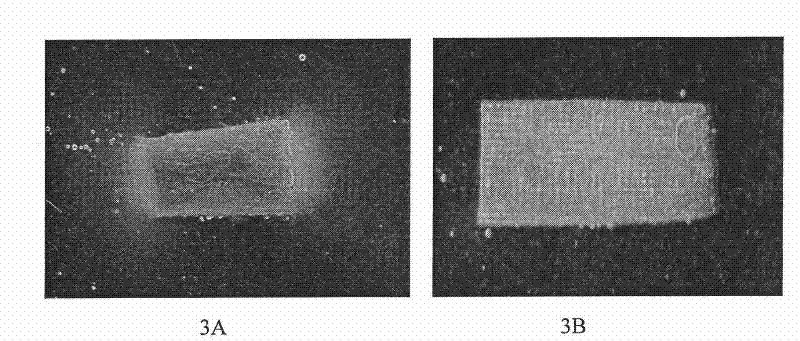 A method for rapid detection and identification of bacterial wilt caused by R. solanacearum infection