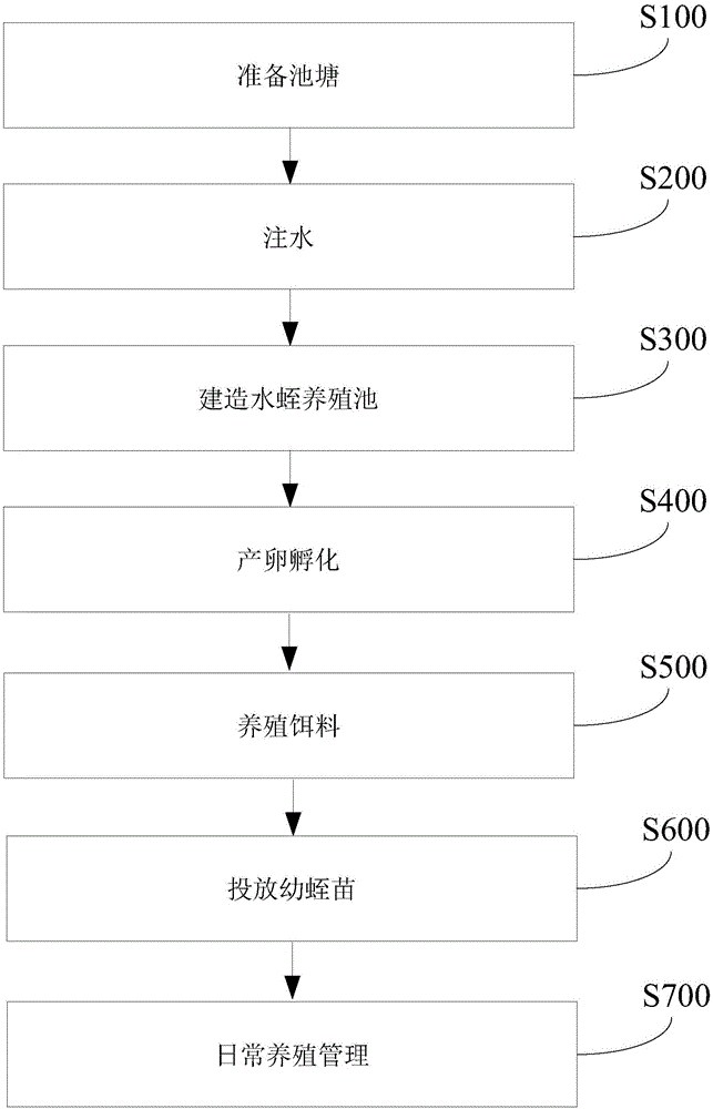 Courtyard stereoscopic breeding method for leeches