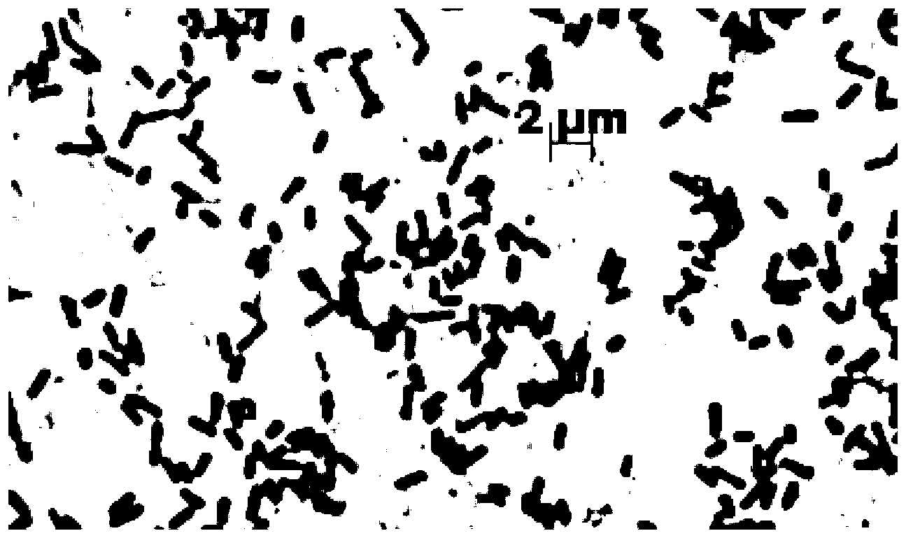 Sulfate reducing bacteria with tolerance on arsenic