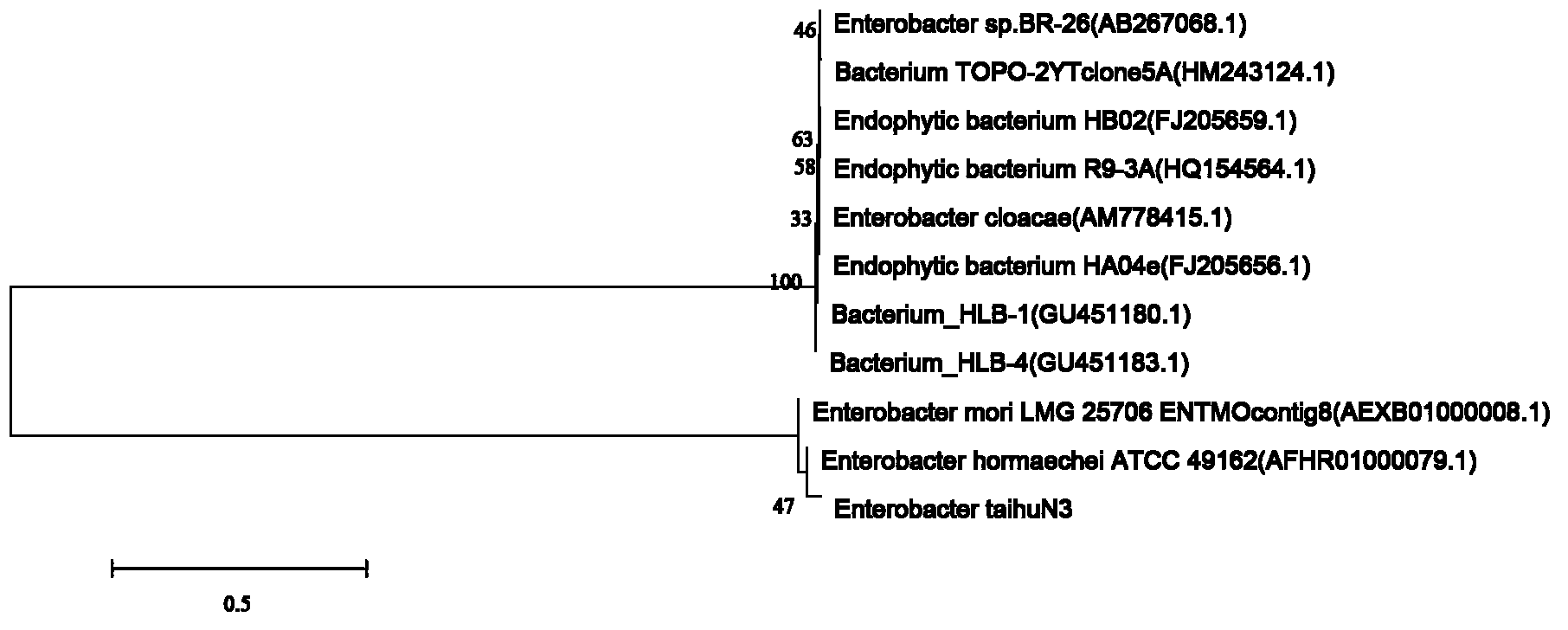 Sulfate reducing bacteria with tolerance on arsenic