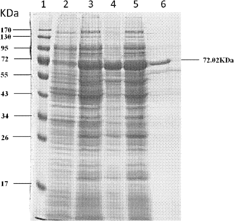 Application of Brucella GroEL protein and method for recombinant expression of Brucella GroEL protein