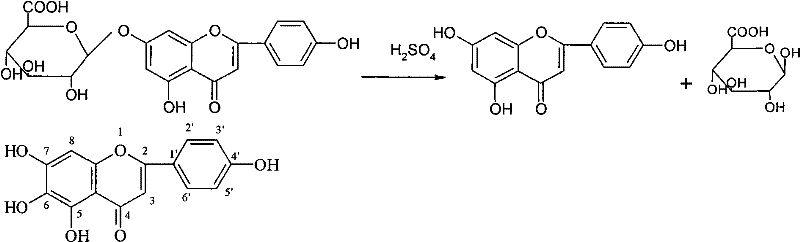 New application of scutellarin and derivatives thereof