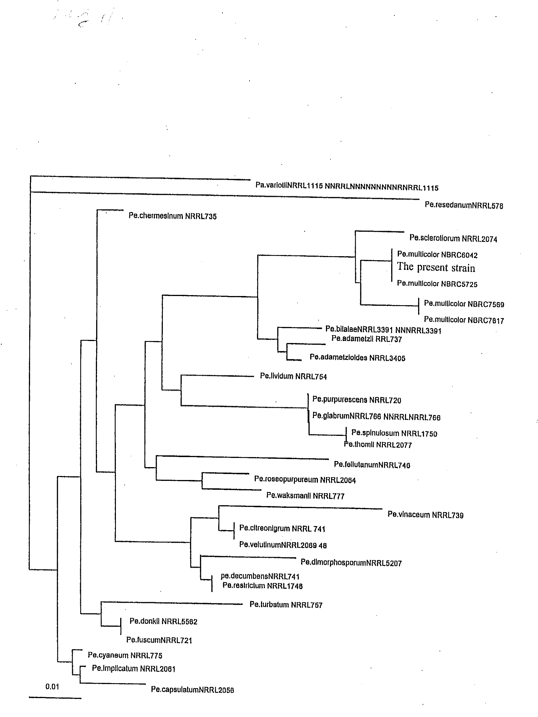 Novel diglycosidase and gene encoding the same