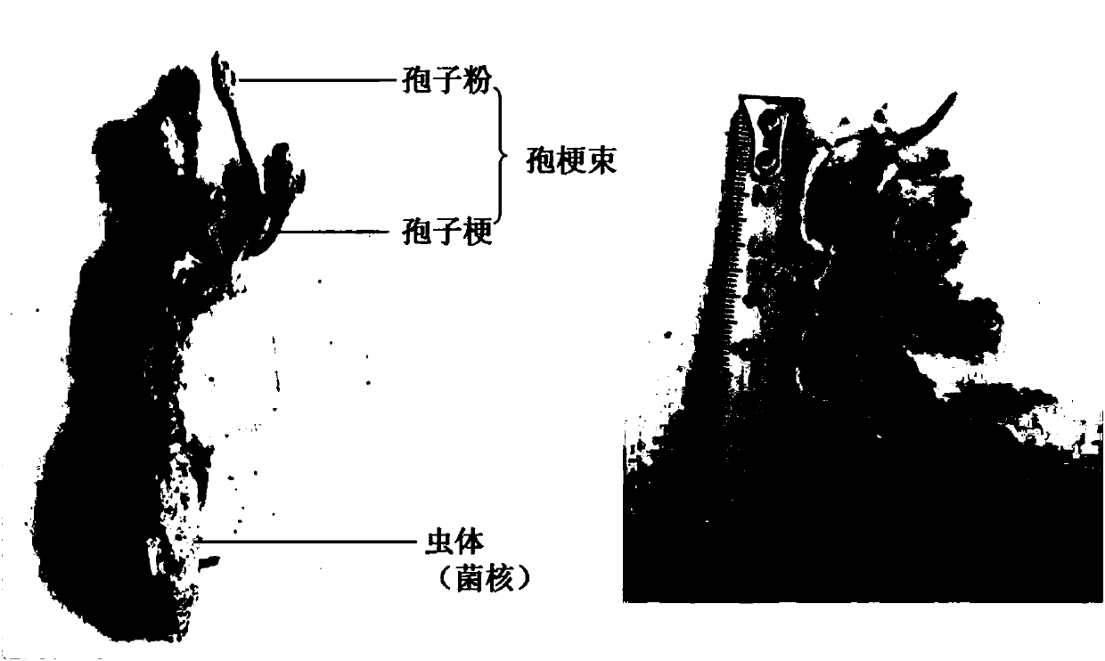 Drug composition for treating and preventing intestinal mucosa damage and application