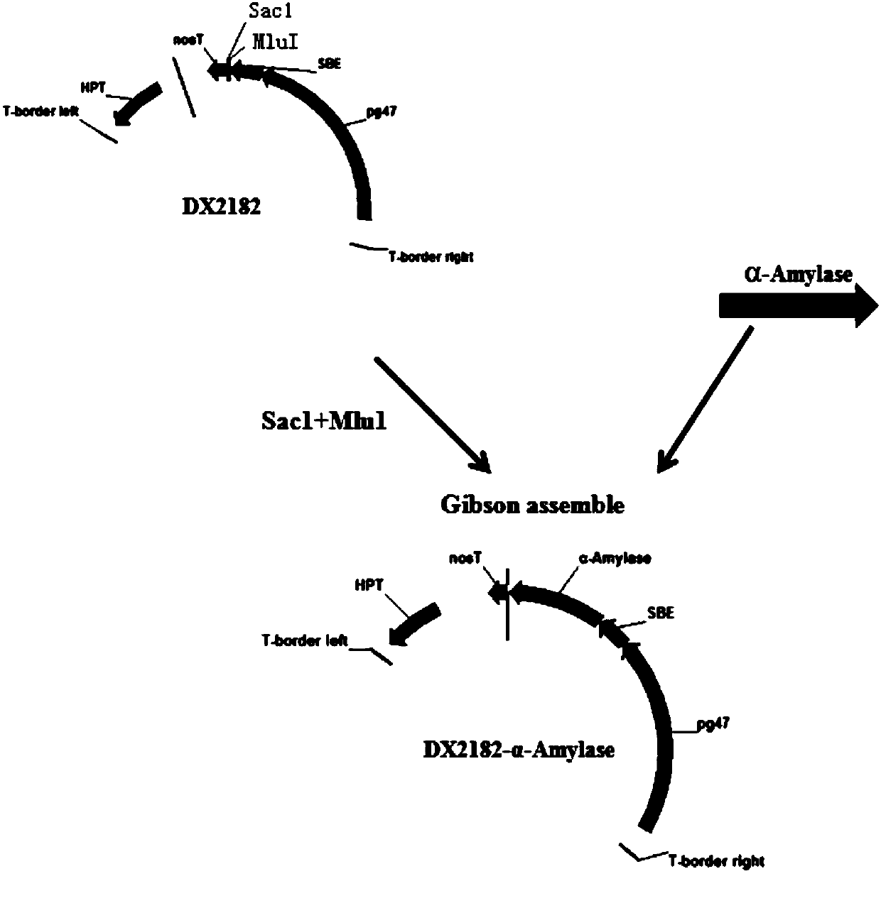 Application of plant α-amylase in causing pollen abortion