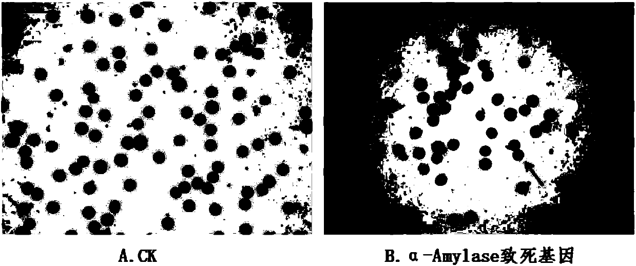 Application of plant α-amylase in causing pollen abortion