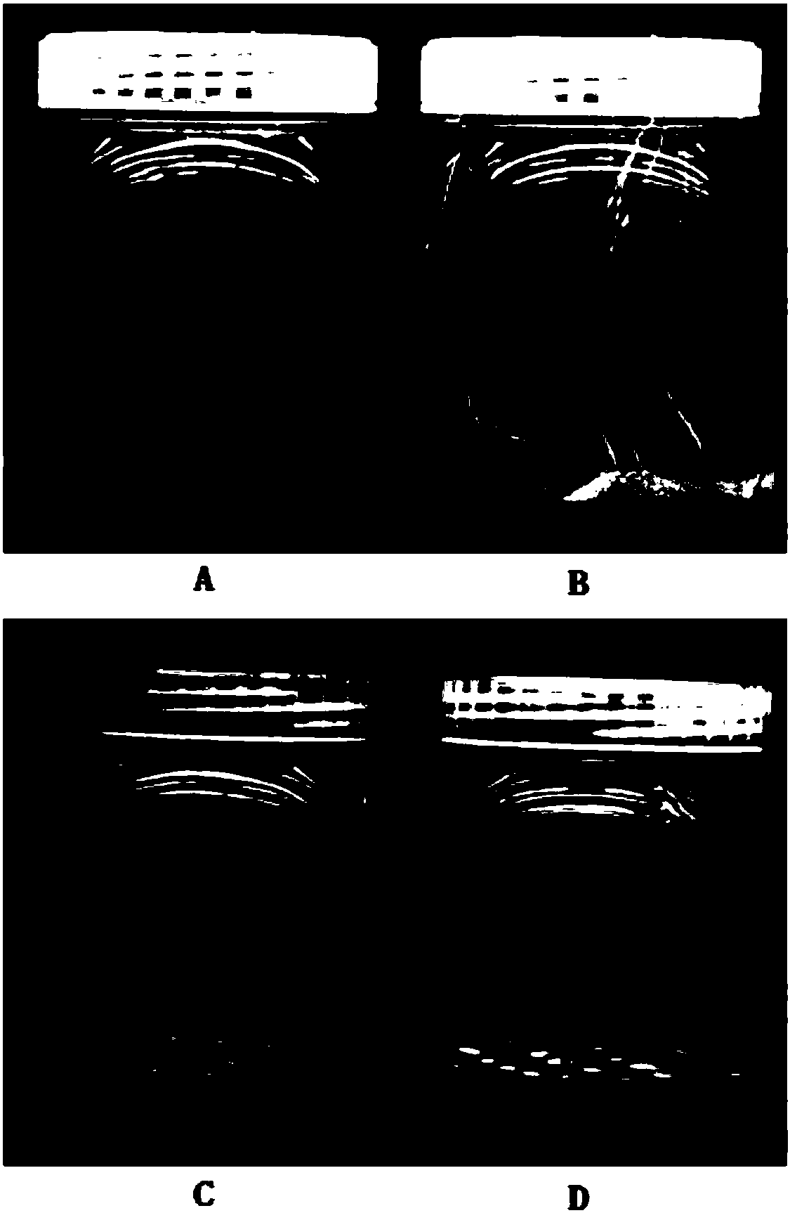 Application of plant α-amylase in causing pollen abortion