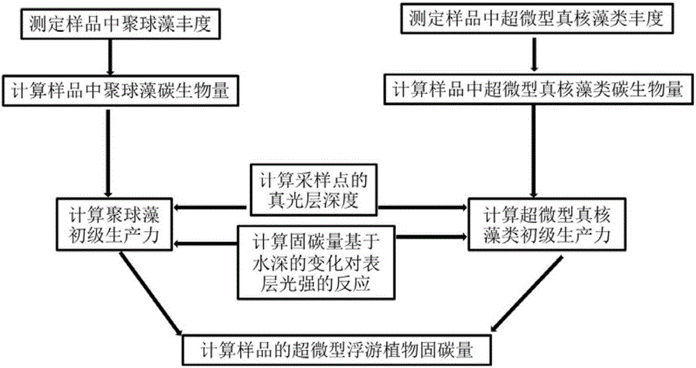 Method for estimating fixed carbon content of ocean ultra-miniature phytoplankton