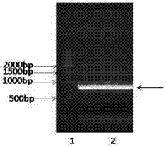 Human Procalcitonin Colloidal Gold Quantitative Detection Card