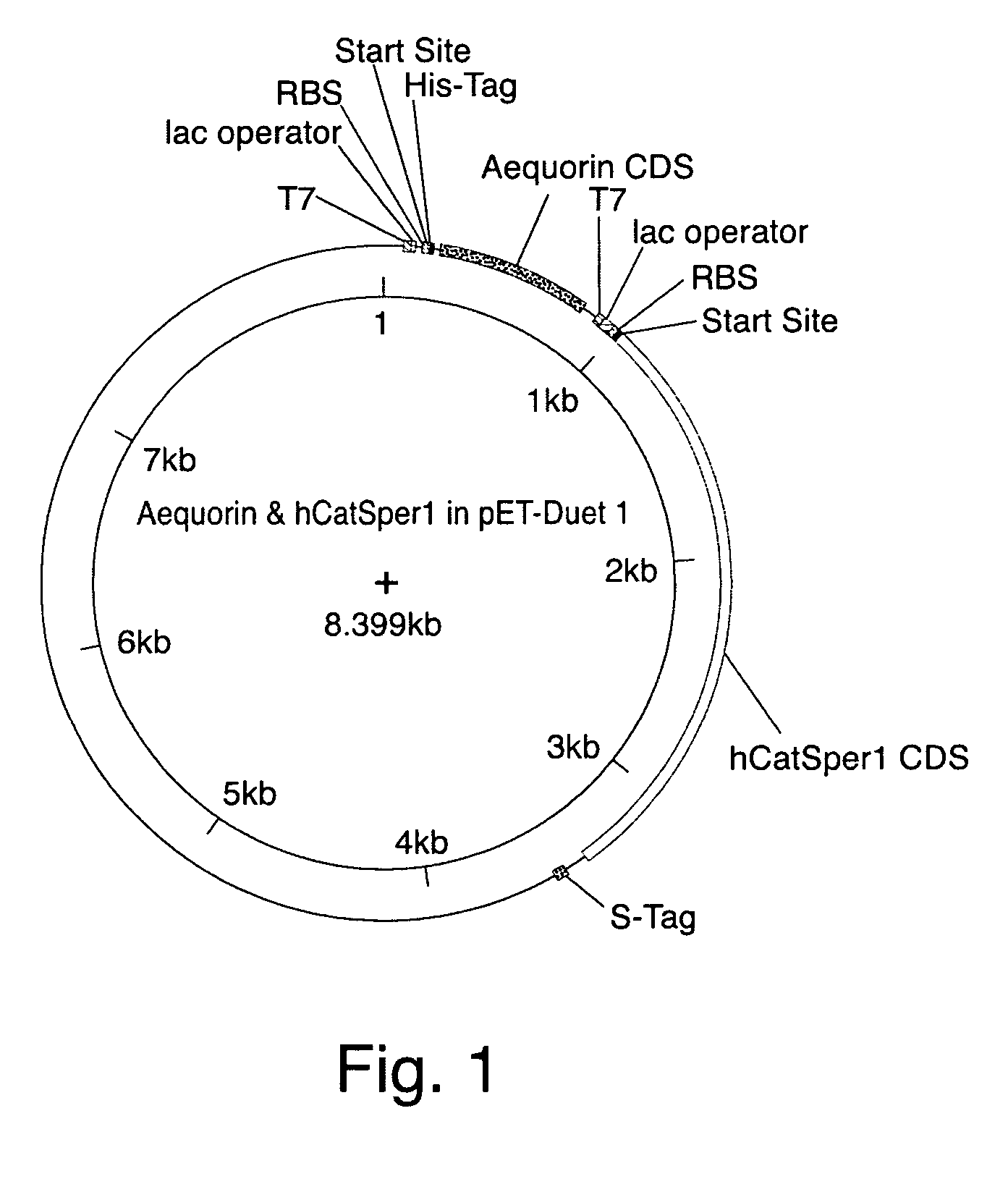 System for screening eukaryotic membrane proteins