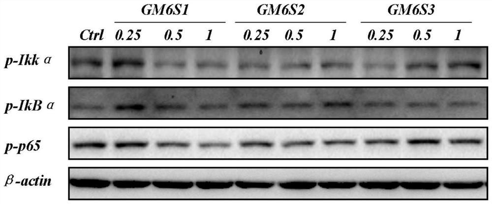 Application of Sulfated Mannoglucuronide Hexasaccharide in Prevention and Treatment of Atherosclerosis