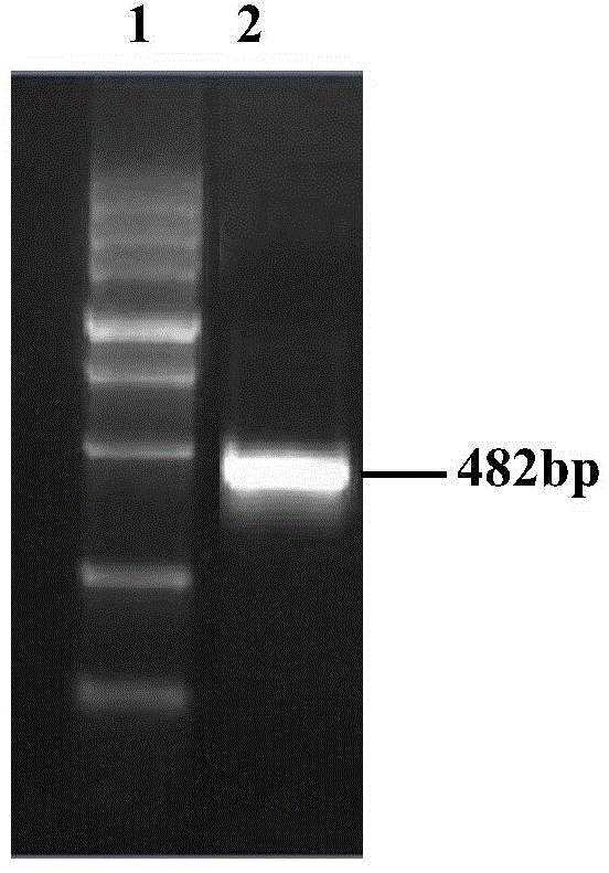 Retroactive gene and application of dsRNA (double-stranded ribonucleic acid) of Retroactive gene in pest control