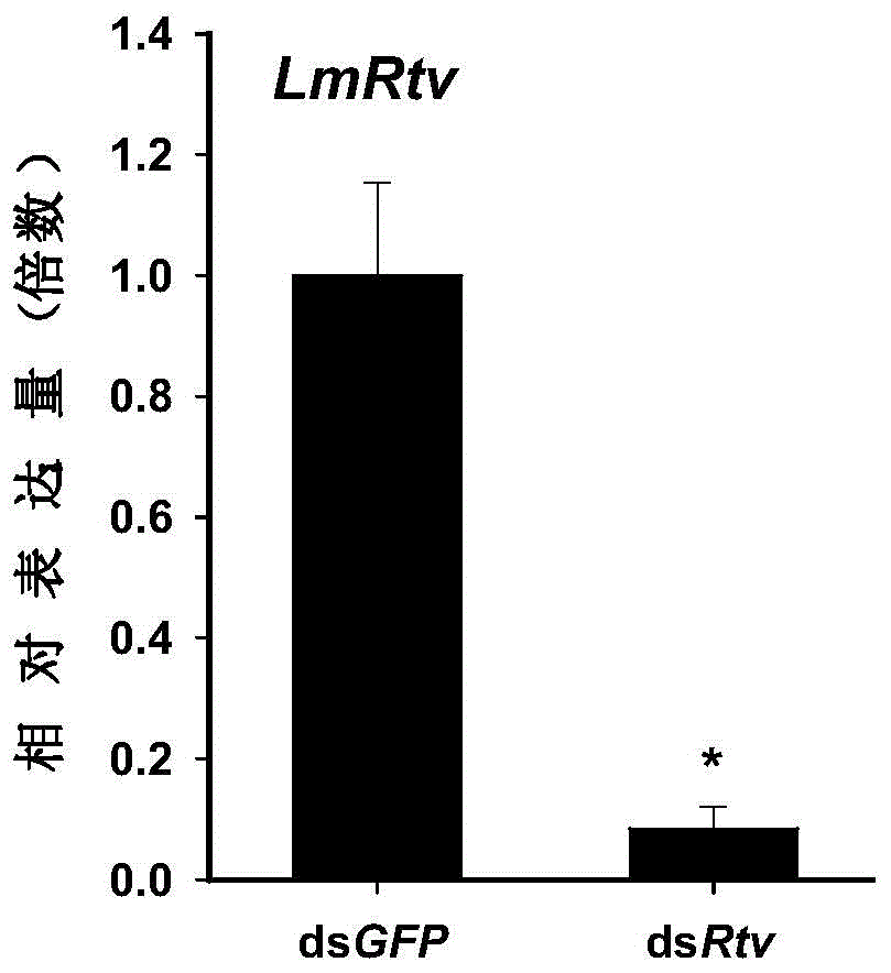 Retroactive gene and application of dsRNA (double-stranded ribonucleic acid) of Retroactive gene in pest control