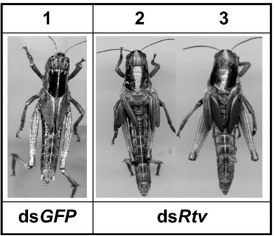 Retroactive gene and application of dsRNA (double-stranded ribonucleic acid) of Retroactive gene in pest control