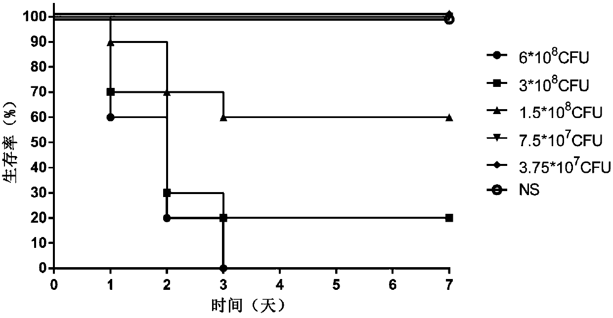 Establishment method of animal model of Pseudomonas aeruginosa infection pneumonia