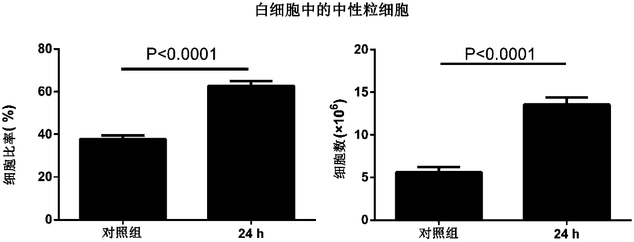 Establishment method of animal model of Pseudomonas aeruginosa infection pneumonia