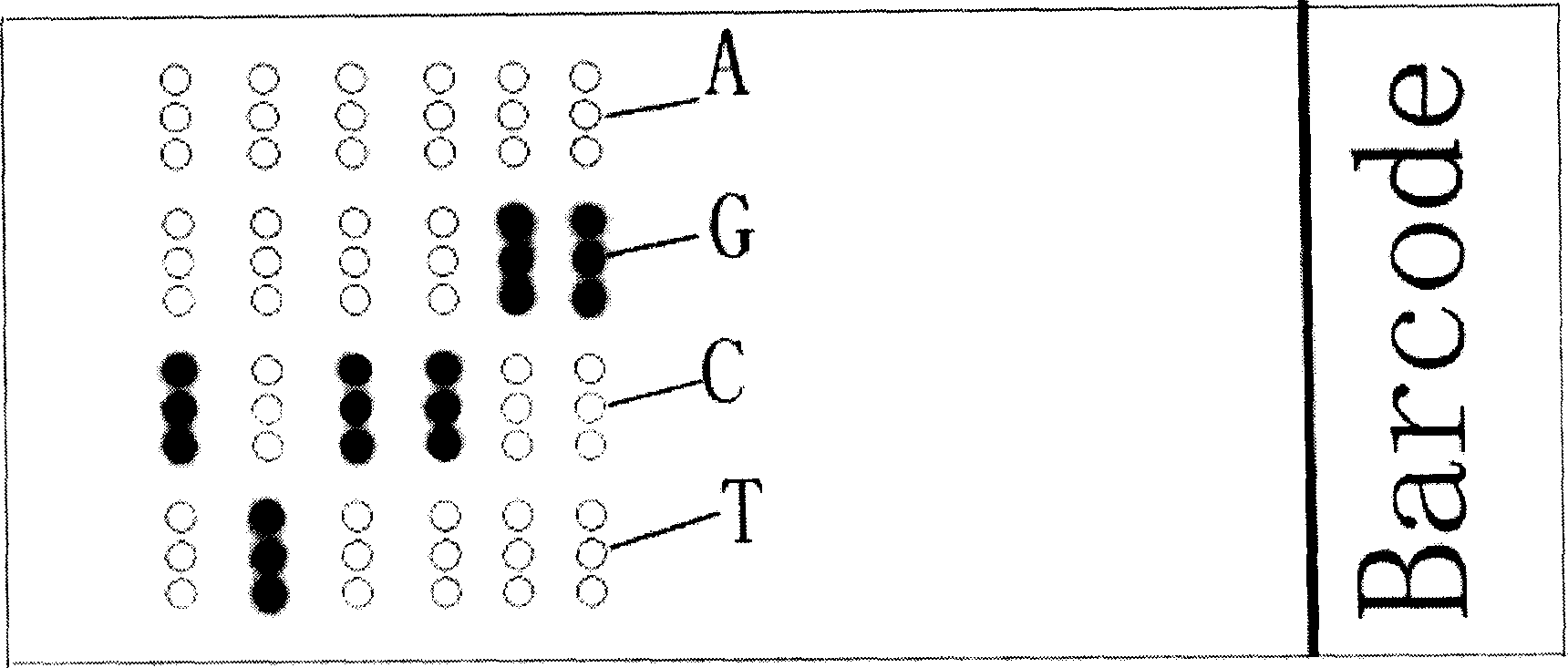 DNA chip for diagnosing phenylketonuria