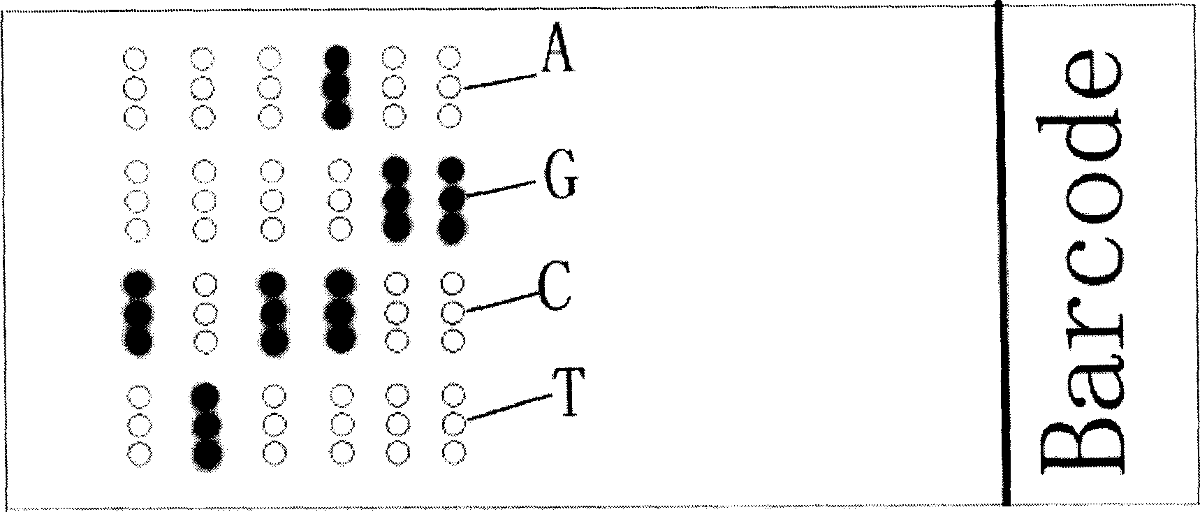 DNA chip for diagnosing phenylketonuria