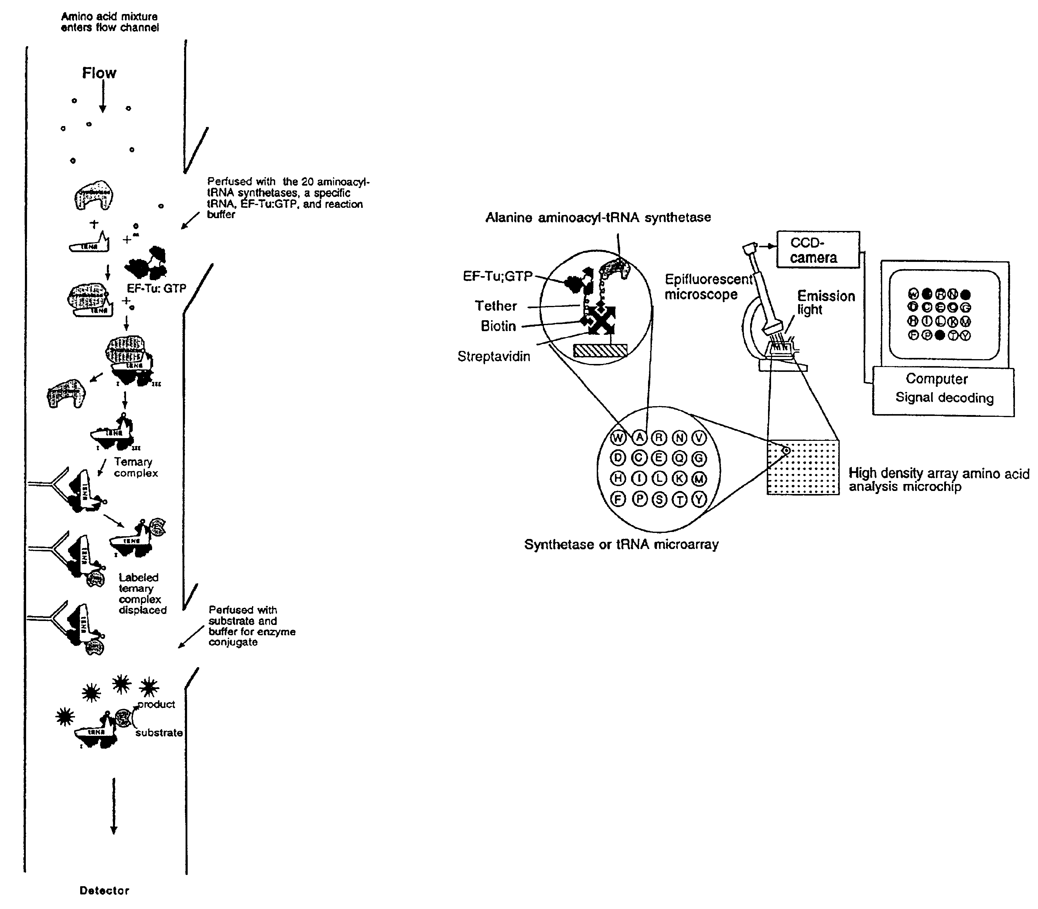 Method and system for rapid biomolecular recognition of amino acids and protein sequencing