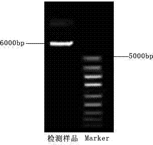 Preparation method for avian pasteurella genome vaccine