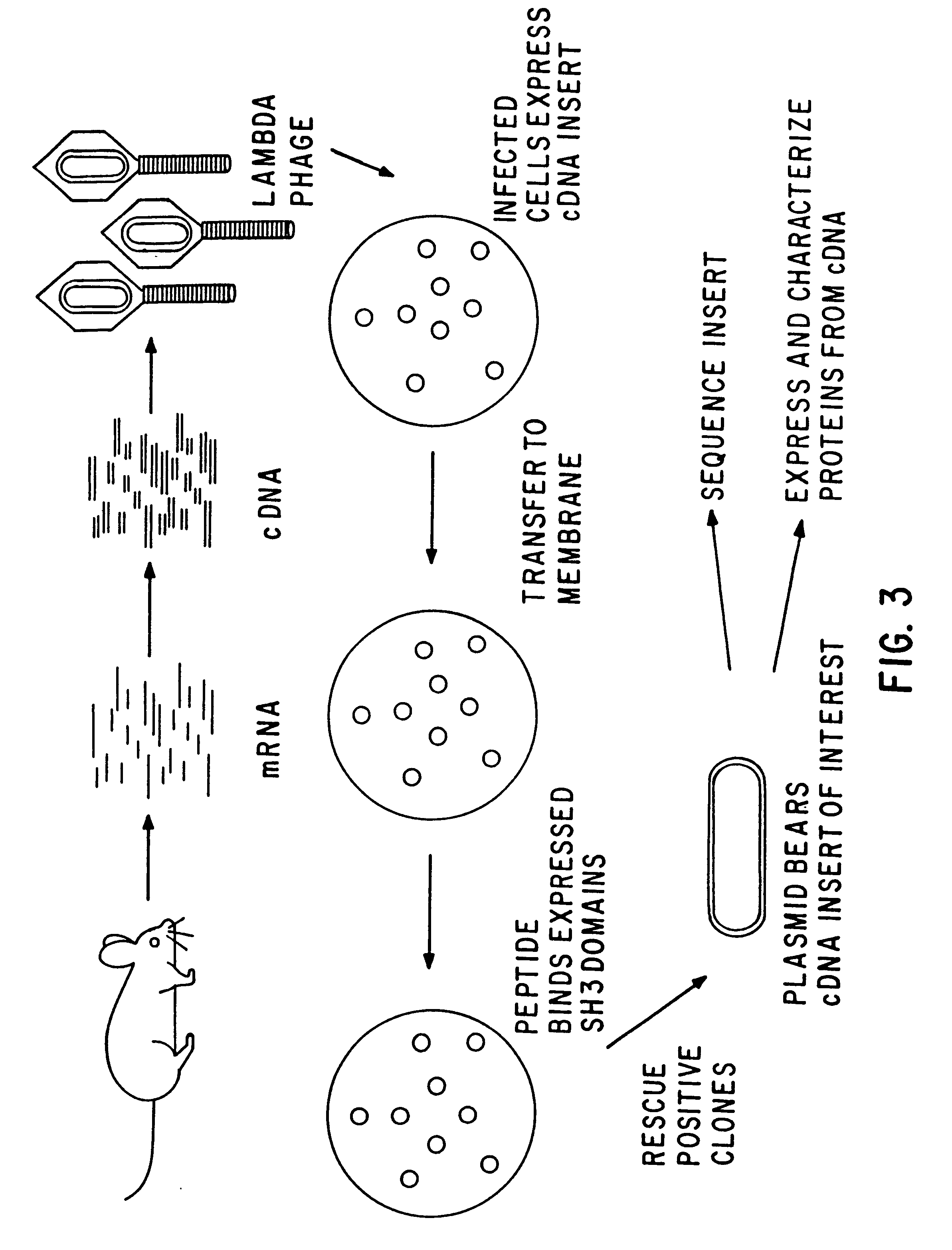 Polypeptides having a functional domain of interest and methods of identifying and using same