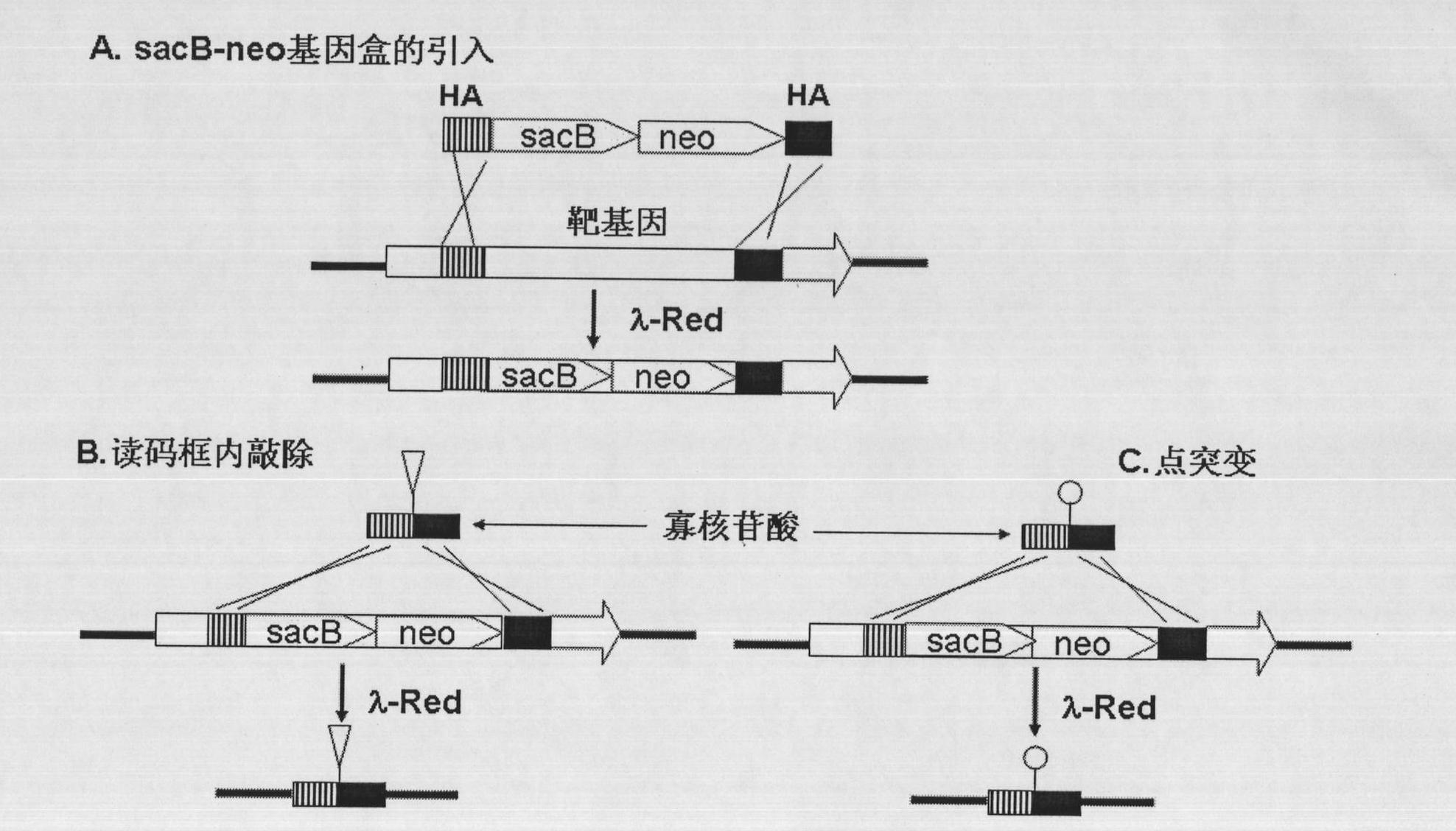 Oligonucleotide mediated colibacillary gene knock-out or point mutation method