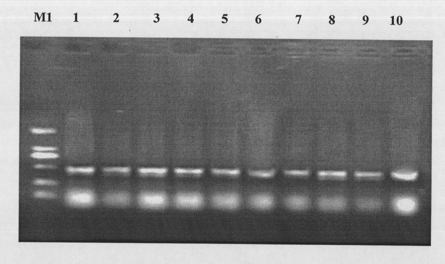 Oligonucleotide mediated colibacillary gene knock-out or point mutation method