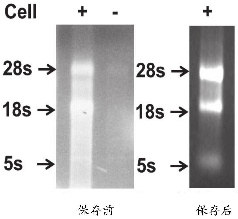 Nucleic acid sample preserving fluid as well as preparation method and application thereof