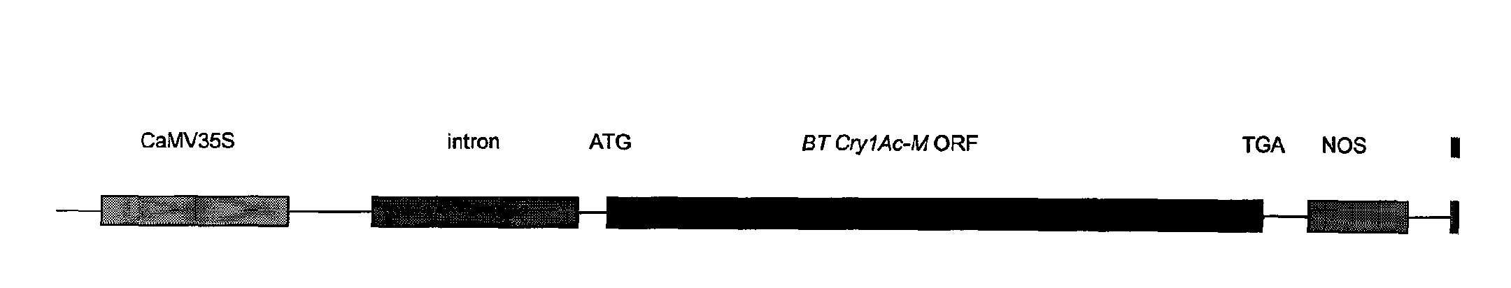 Artificial synthesized Bt insecticidal gene for transgenic anti-insect plants