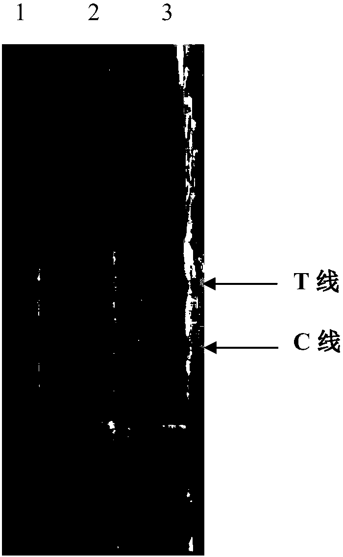 Recombinase polymerase application (RPA) primer for rapidly detecting African swine fever virus (ASFV) nucleic acid, preparation method of RPA primer, and kit