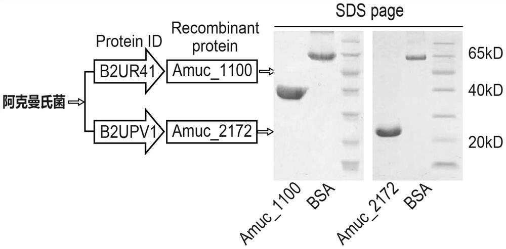 Ackerman bacteria Amuc2172 protein as well as preparation method and application thereof