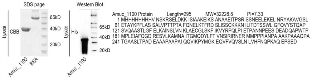 Ackerman bacteria Amuc2172 protein as well as preparation method and application thereof