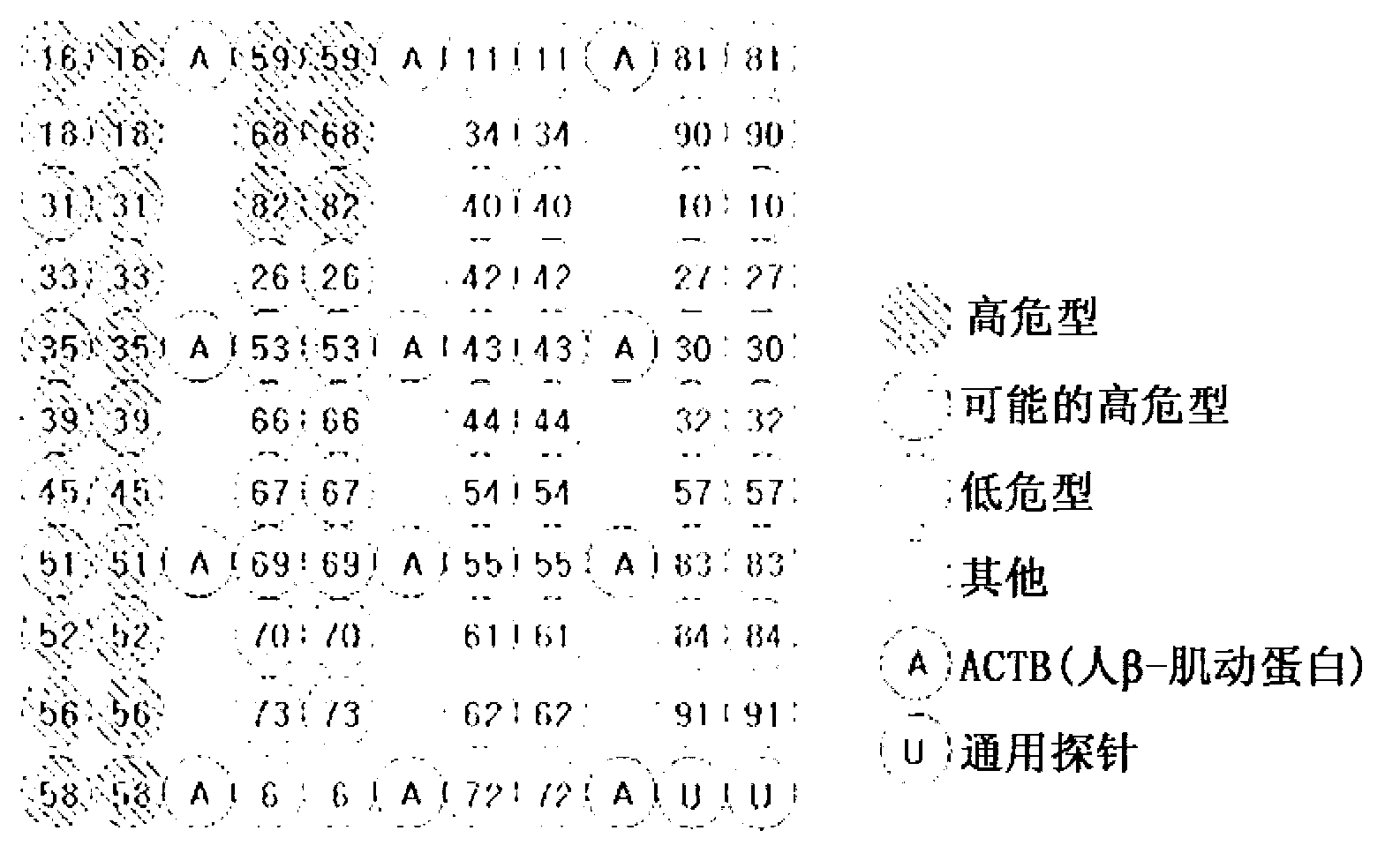 DNA chip for genotyping of human papilloma virus, kit having same, and method for genotyping