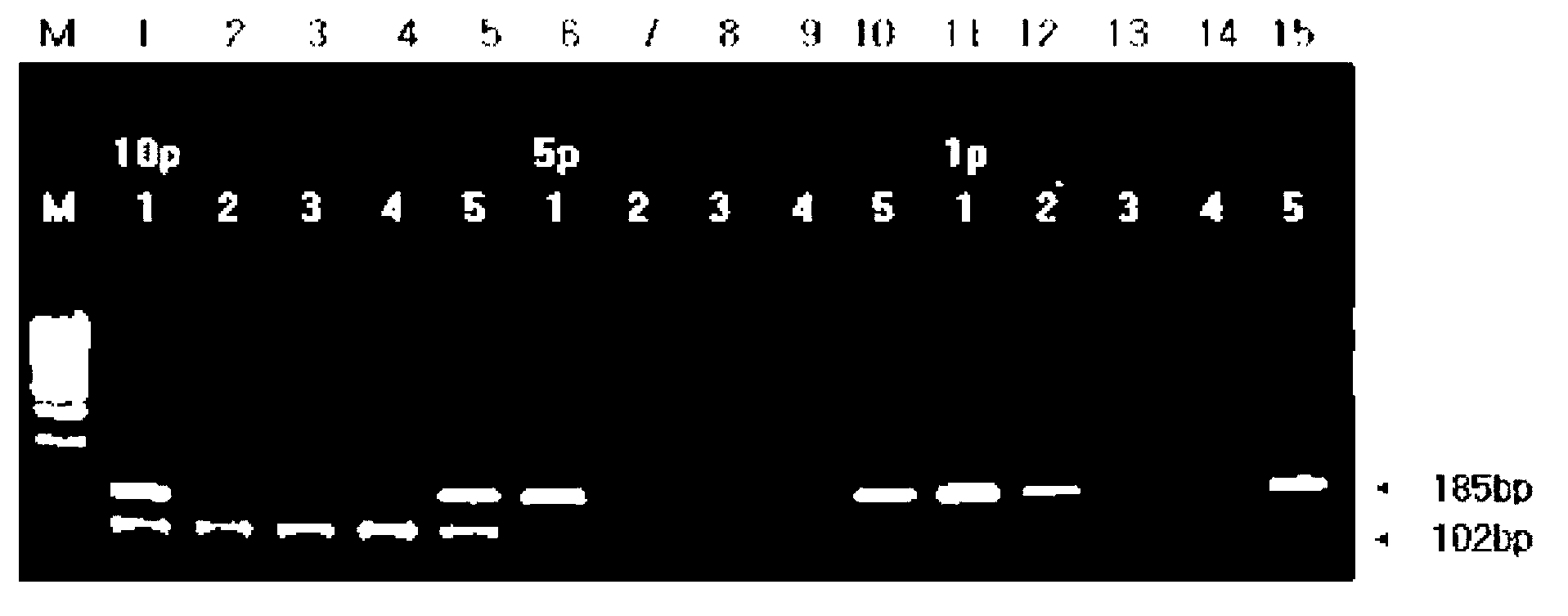 DNA chip for genotyping of human papilloma virus, kit having same, and method for genotyping