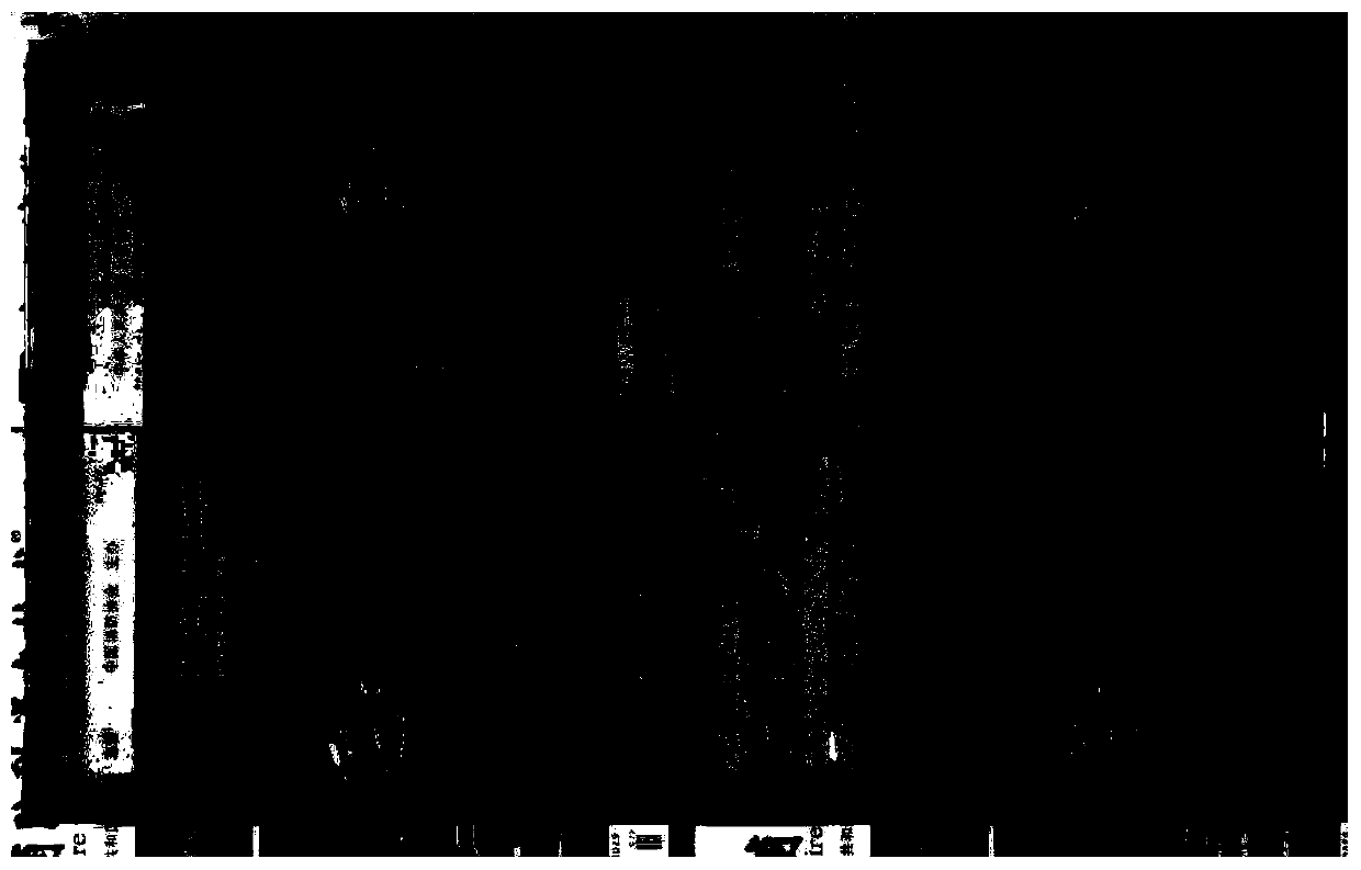 Transparent fireproof gel and preparation method for composite fireproof glass