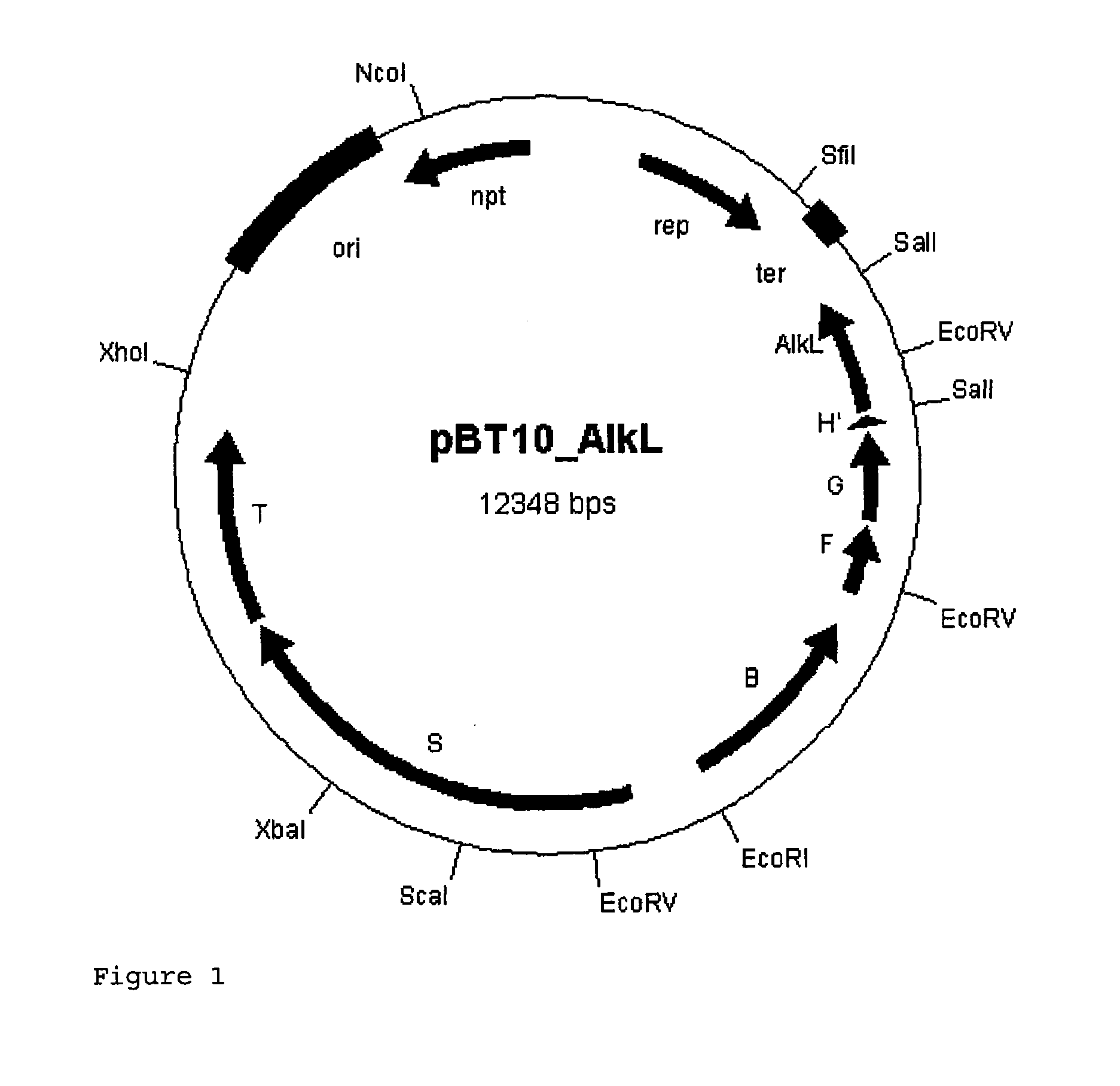 Biocatalytic oxidation process with alkl gene product