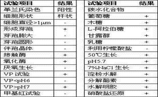 Bacillus amyloliquefaciens Mg116 and application thereof